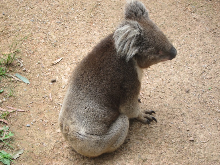 Koala so cute! :3